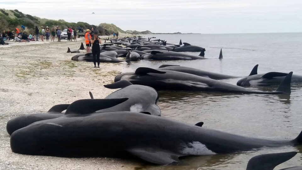 Скоро 500 китови загинале во масовно насукување близу Нов Зеланд