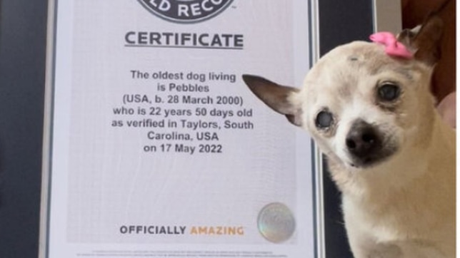 Умре, Пеблс, најстарото куче на светот