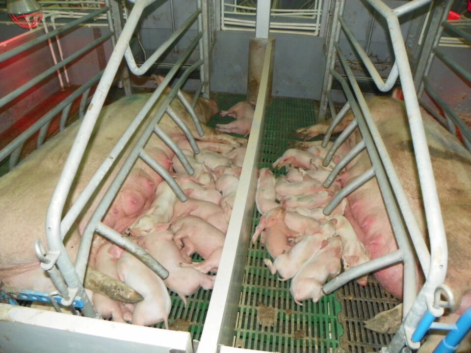 Малите одгледувачи на свињи во Кочанско не знаат кога повторно ќе можат да чуваат животни поради африканската чума