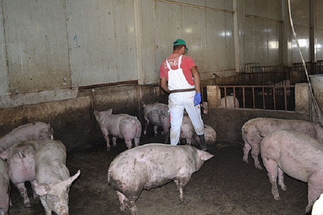 Потврден првиот случај на африканска свинска чума во Косово