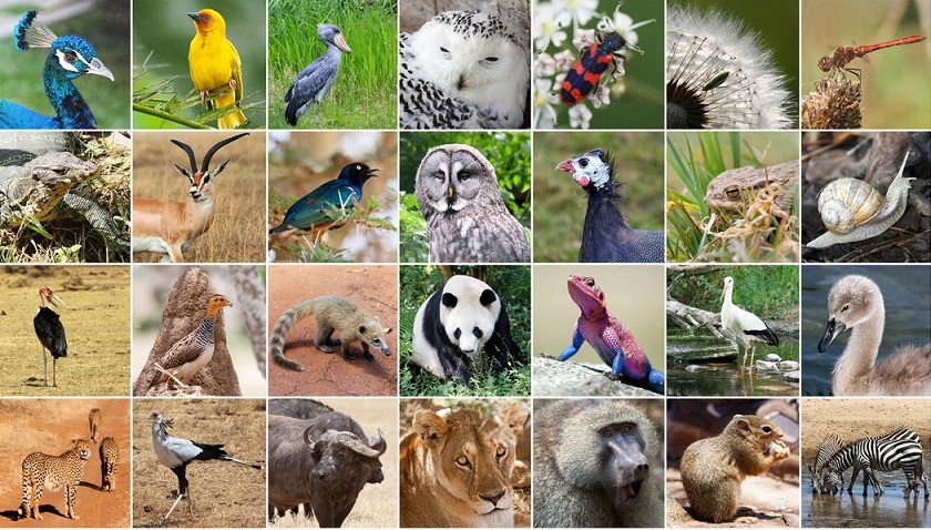 Драстично се намалени бројни популации на диви животински видови на Планетата