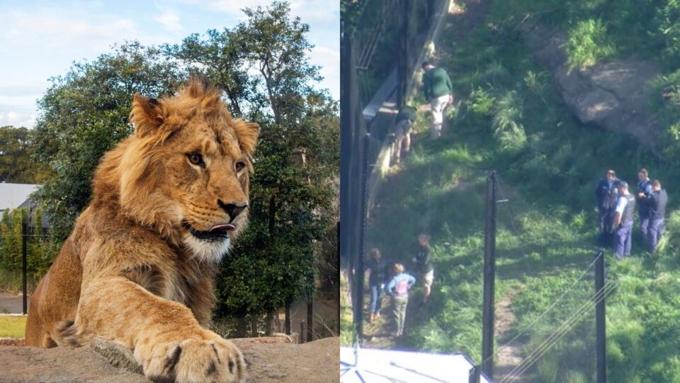 Лавица со четири лавчиња избега од кафезот во Зоолошка во Сиднеј