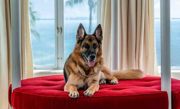 „Кучешки живот“: Најбогатото куче на светот спие по поранешната спална на Мадона