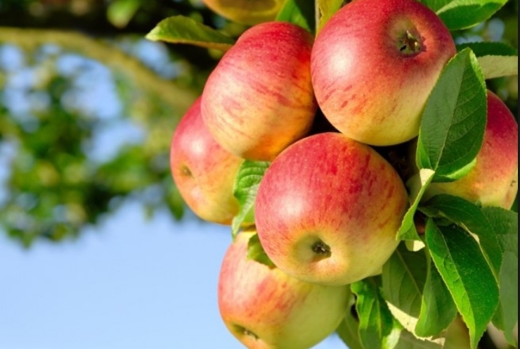 Русија воведува забрана за увоз на македонски јаболка