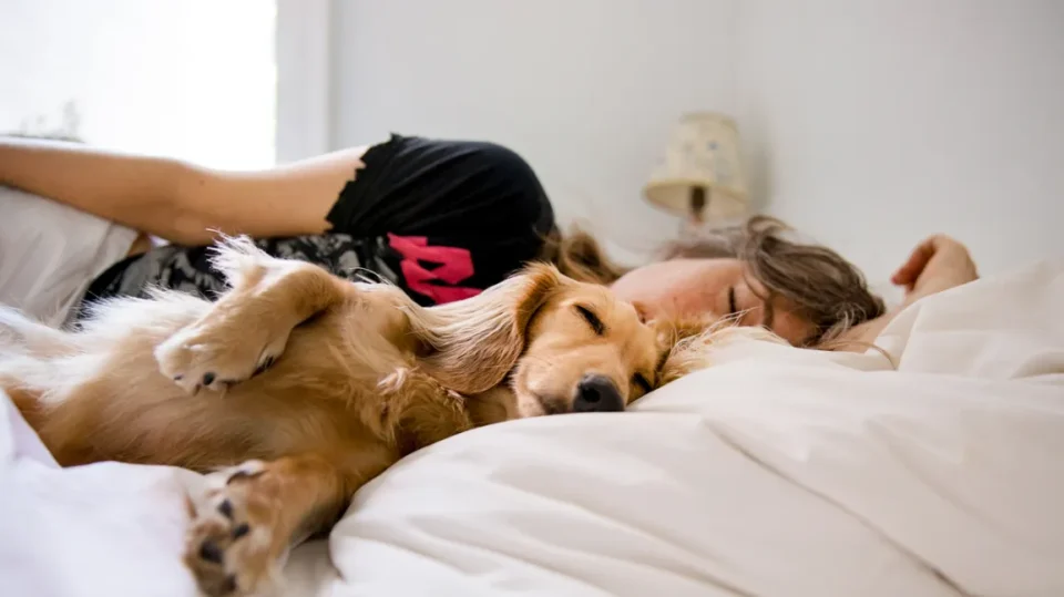За имунитет, гушнете си го кучето в кревет