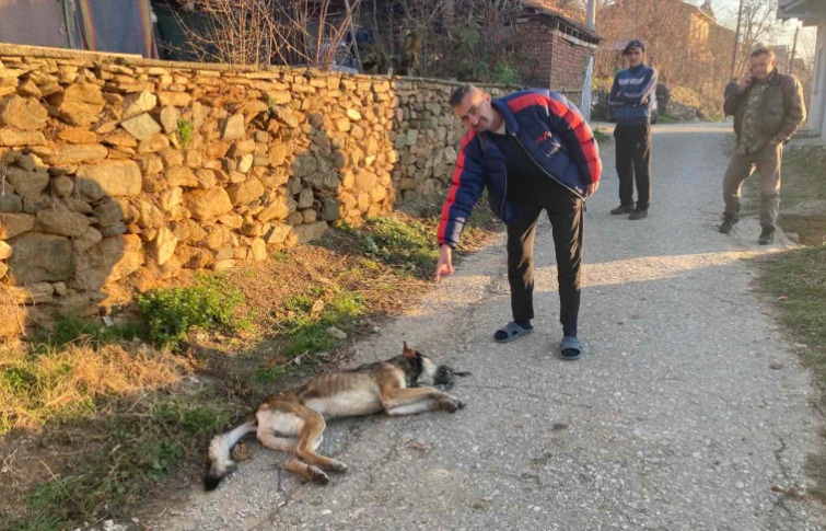 Жител на кочанската населба Оризари убил волк во сопствениот двор