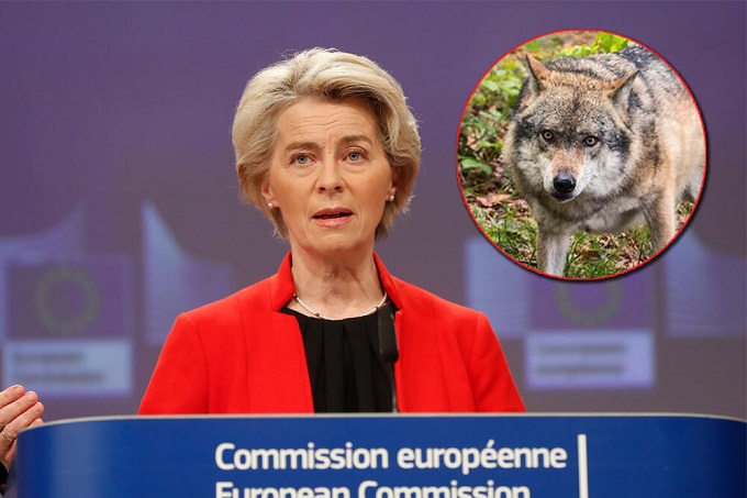 Волк го заклал понито на Фон дер Лајен: Таа побарала ѕверот да биде убиен, германските власти дале дозвола