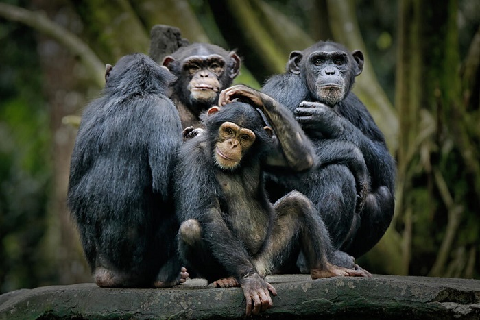 Четири шимпанза биле убиени, а три фатени и вратени во кафезот: Трагична драма во зоолошка градина во Шведска