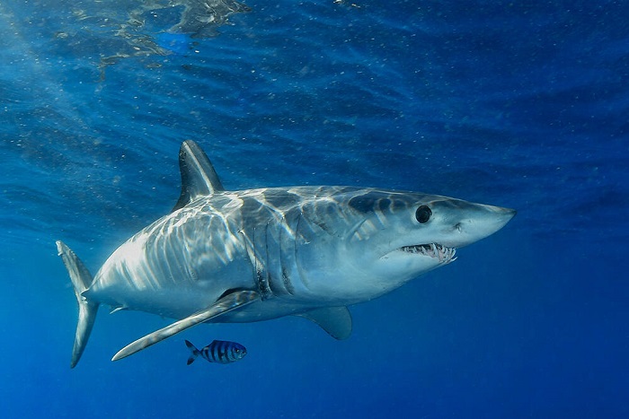 Не ги почитувал предупредувањата да не влегува во вода: Ајкула му ја одгризала главата на нуркач во Мексико