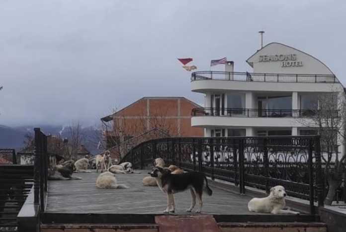 Глутница искаса активистка за заштита на уличните кучиња во Струга