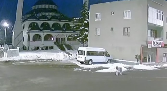 Куче во Турција завивало како волк пред земјотресот за да предупреди на опасноста