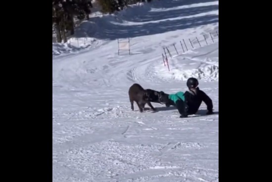 Дива свиња нападна деца на сноубординг, ама не на Маврово