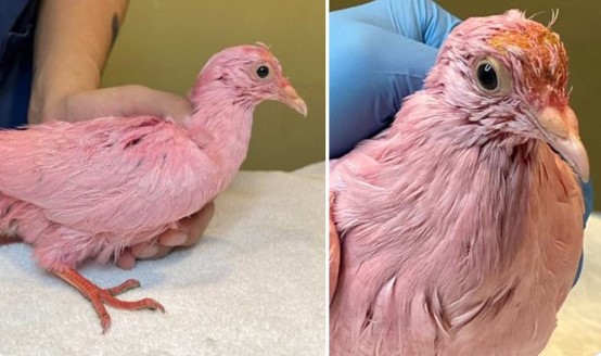 Угина гулаб обоен розево со фарба искористен за забава за откривање на пол на бебе