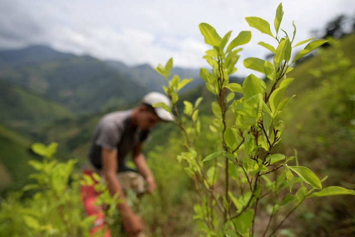 Колумбија и Боливија бараат од ОН да го тргне листот кока од листата на забранети супстанци