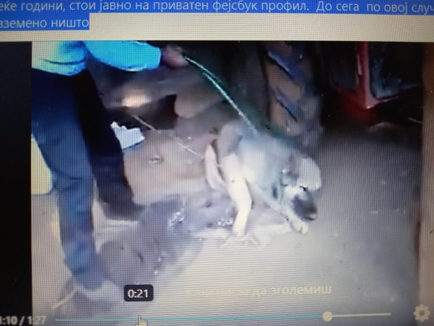 Полицијата го расчисти случајот со тепање на куче во радовишко од објавено видео на социјалните мрежи