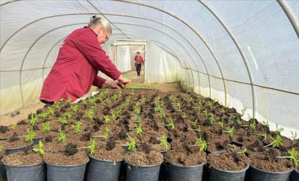 Со над 20 илјади цвеќиња хортикултурно ќе се уредува Македонска Каменица