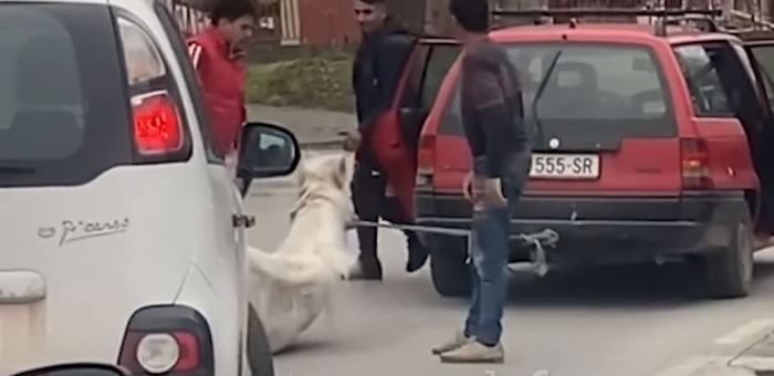 Измачуван коњ на скопските улици: Го влечат со автомобил