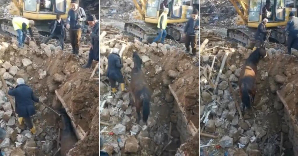 Чудо во Турција: По 21 ден жив и здрав извлечен коњ од под урнатините
