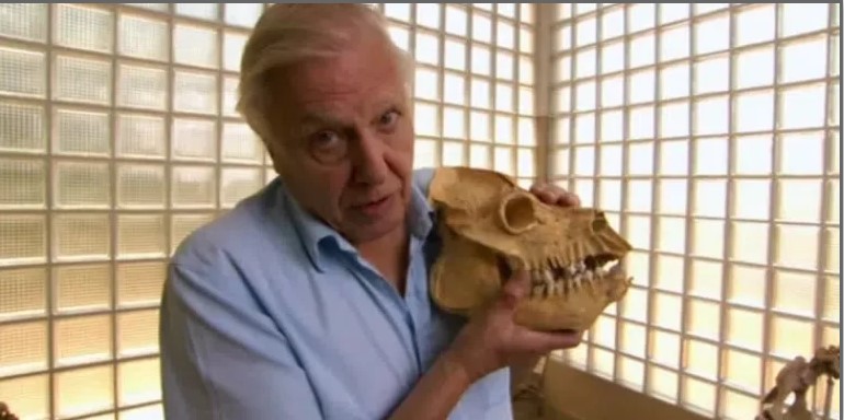 Додека го снимал новиот документарен филм, Дејвид Атенборо открил череп на диносаурус