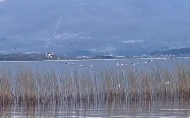 Несекојдневна појава за Велигден: Јато фламинга го посети Охридското Езеро