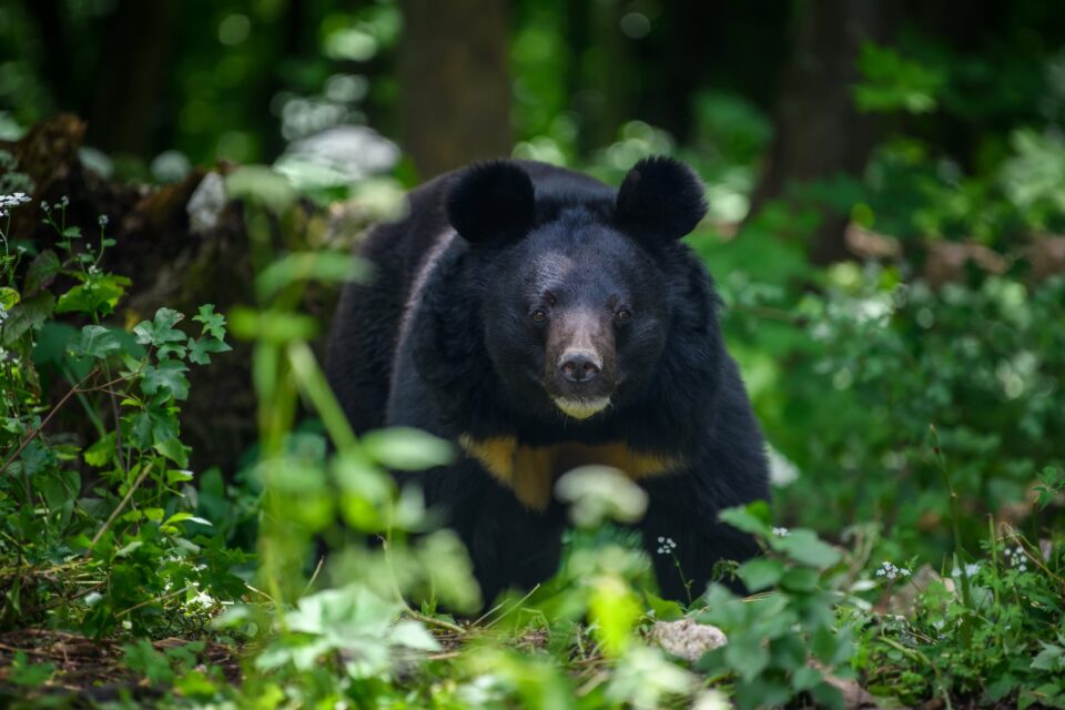 Убиени се мечка и две мали мечиња во село Жировница