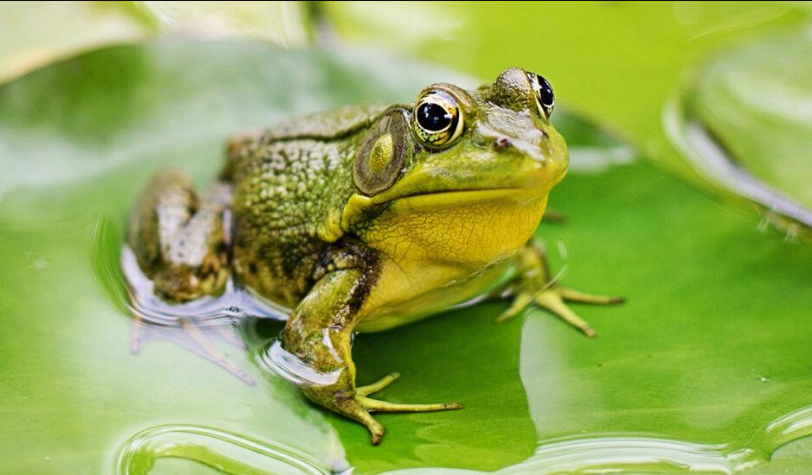 Традиционален фестивал за дегустација на жабји батаци во Франција, невладините протестираат за нехуман третман на животните