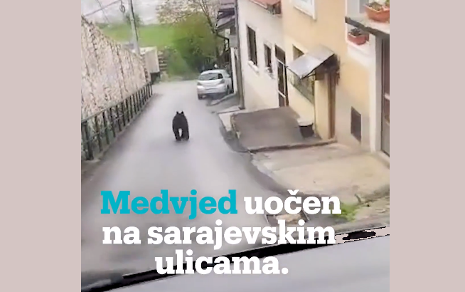 Мечка се појави на улиците на Сараево, граѓаните вознемирени