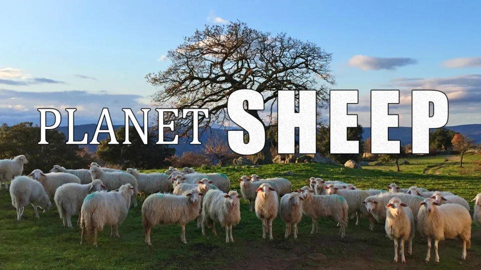 „Планета на овците“документарен филм во продукција на Германија, Македонија и Кина во Кинотека