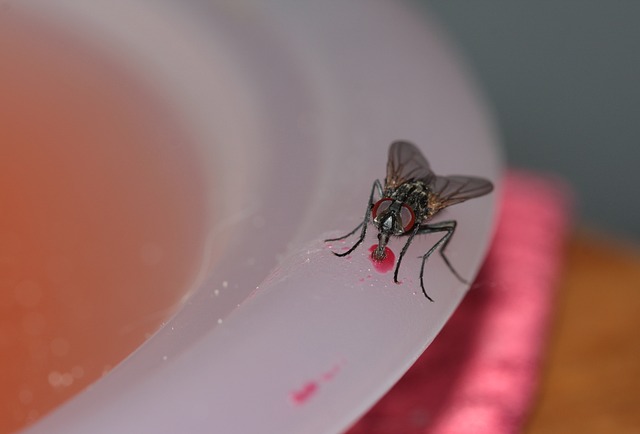 Како да се ослободите од мувите од дома? Ова се природни начини за спас