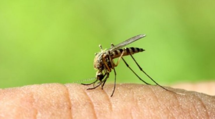 Еве која крвна група е „најслатка“ за комарците