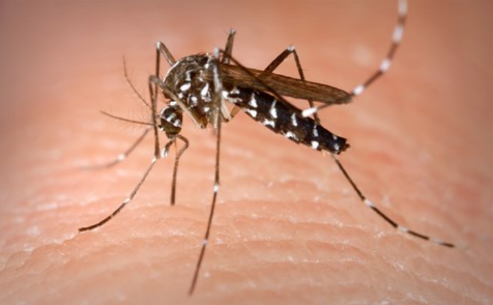 Загреб ќе увезе 100.000 стерилни комарци за борба против наездата од овие инсекти