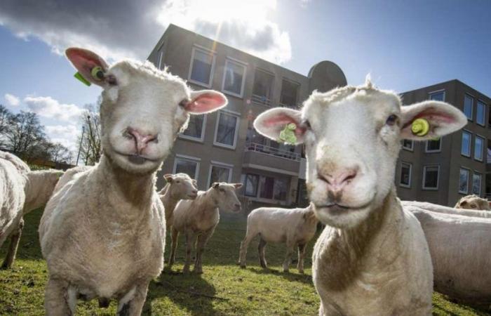 Неверојатно! Полицијата пронашла 40 овци во стан во Ница