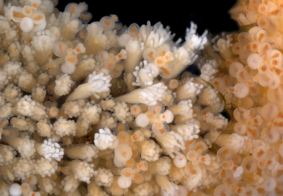 Неверојатно откритие на научниците: Во длабочините на океанот е пронајдено мистериозно суштество кое е – бесмртно