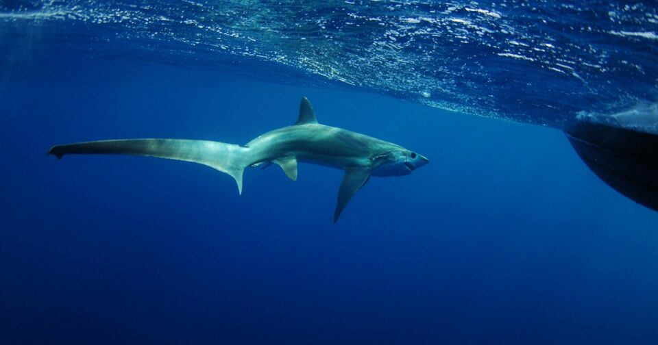 Tри видови се сметаат за изумрени: Во Јадранот се загрозени 36 видови ајкули и ражи