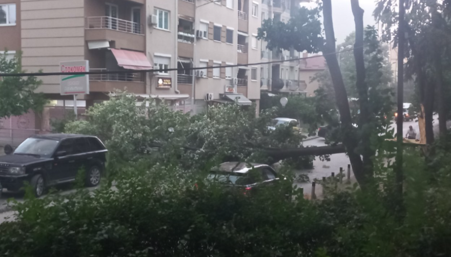 Невреме во Скопје: Дрво падна во близина на Транспортен центар