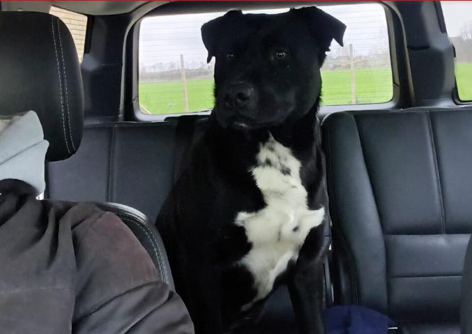 Србин нуди неверојатно голема награда за тој што ќе го најде неговото куче: „Може да биде секаде“