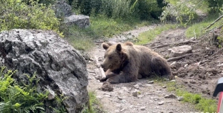 Успешно е ослободен мечокот заглавен поради сајла на Шар Планина