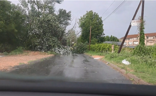 Силен ветер и пороен дожд искорнаа дрвја во Кочани