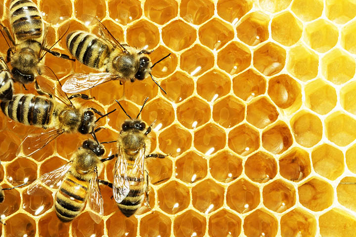 Лекари предупредуваат: Поленот од пчели не ги зголемува градите