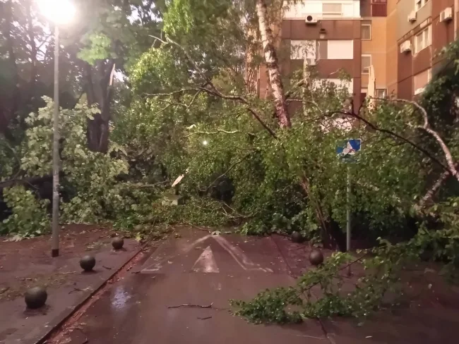 Дрво падна врз девојче во Нови Сад