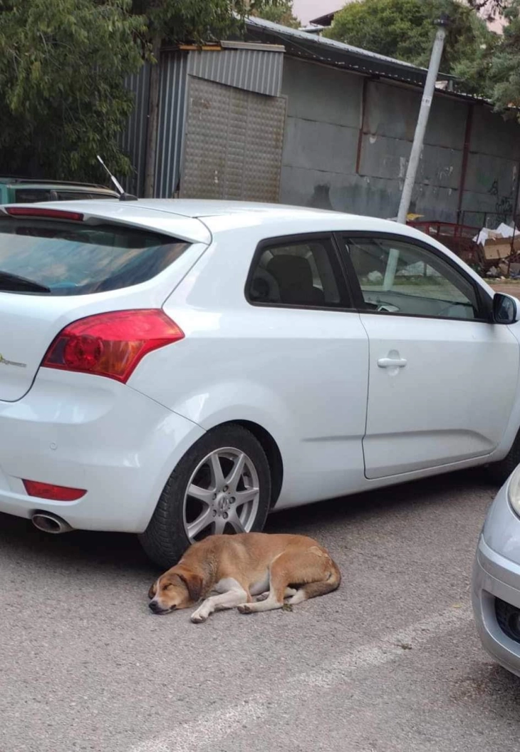 Куче три дена си ја чека спасителката покрај нејзиниот автомобил, не знае дека нема да се врати