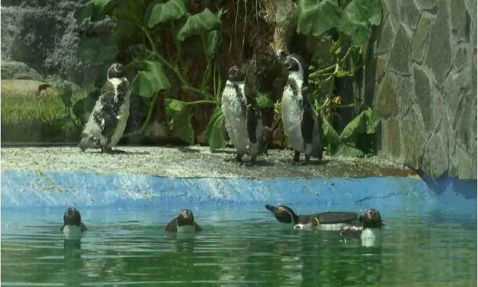 Изминативедва месеца во ЗОО Скопје угинале два пингвини