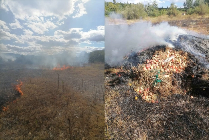 Несовесни тиквешани предизвикале пожар откако запалиле корења од домати
