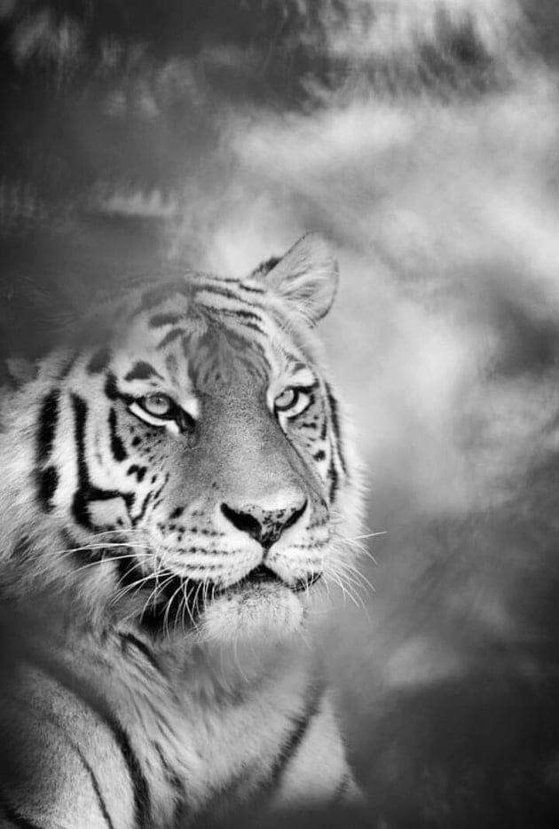 Сибирската тигрица Надја угина во скопската Зоолошка од длабка старост