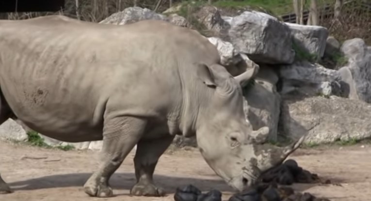 Носорог уби чуварка во зоолошка градина во негувателка