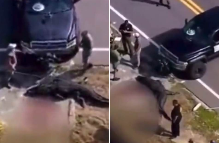 Хорор сцена на улица во Флорида: Алигатор носи крваво човечко тело во вилиците