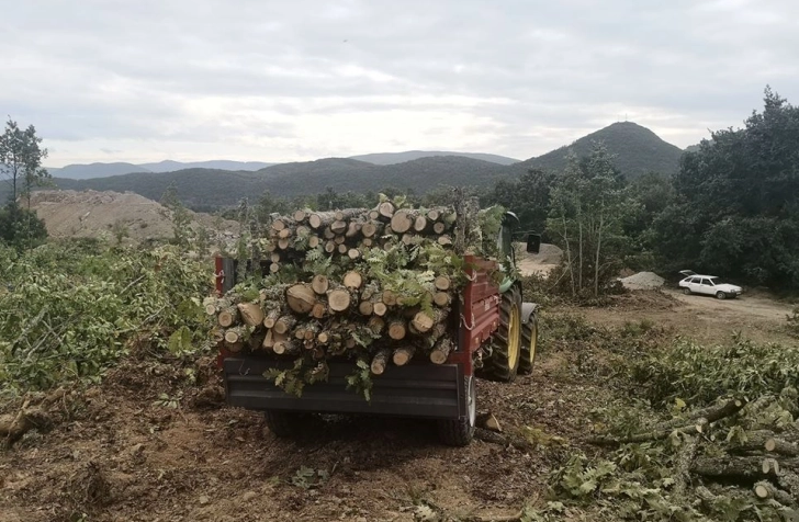 Приведени дрвокрадци од тетовско село