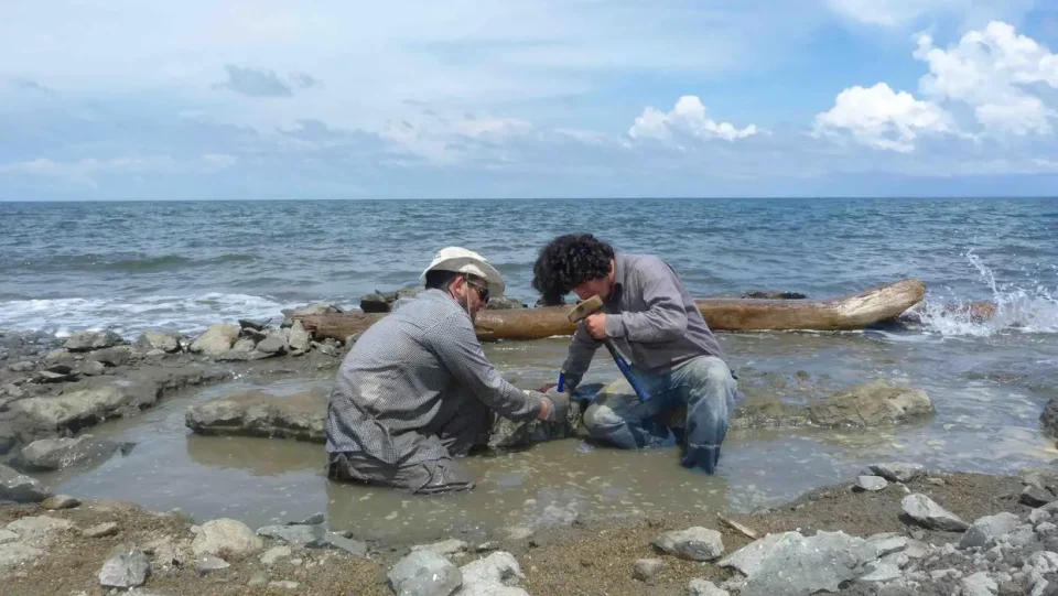 Научниците пронајдоа остатоци од ДНК во фосил од морска желка стар шест милиони години