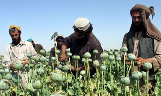 И дрогата не е тоа што беше: Падна  производството на афион во Авганистан
