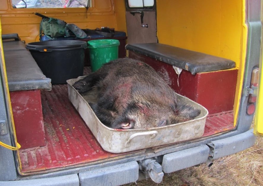 Во кичевско откриена африканска свинска чума кај диви свињи